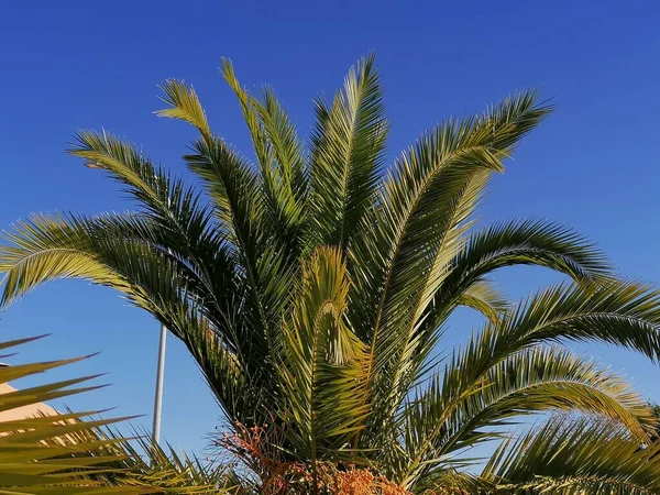 ハエルバのアルジャラケ州のヤシの木青い空の背景スペイン — ストック写真