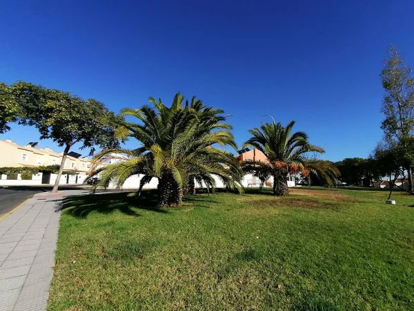 Palmera Aljaraque Provincia Huelva España — Foto de Stock