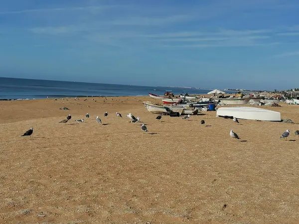 Gabbiani Sulla Sabbia Nella Spiaggia Antilla Provincia Huelva Andalusia Spagna — Foto Stock