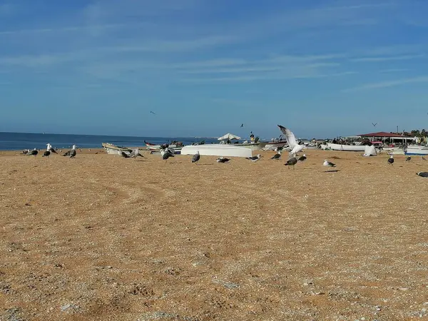 Huelva Andalusia Spanya Nın Antilla Eyaletinin Kumsalında Martılar — Stok fotoğraf