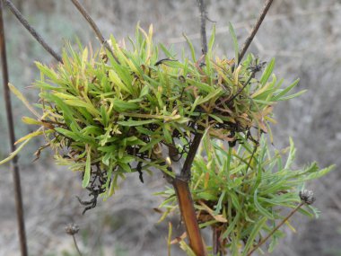 İspanya 'daki yeşil santrale yakın çekim.