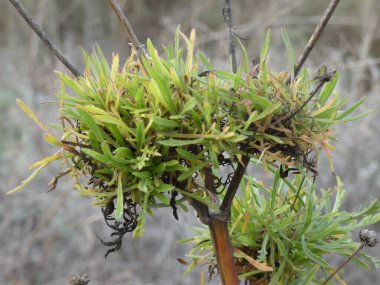 İspanya 'daki yeşil santrale yakın çekim.