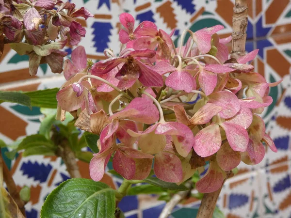Yakın plan Hydrangea Hydrangea makrophylla çiçeği