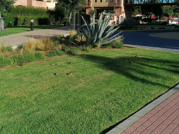 Punta Umbria, İspanya. Punta Umbria, Huelva, İspanya 'daki Barcelo otelinin havuz manzarası.