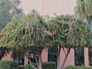 Callistemon sitrinus ağacı, boru temizleyici, kırmızı çubuk.