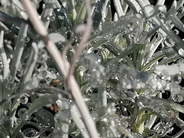 Curry Plant Takken Van Helichrysum Italicum Met Waterdruppels — Stockfoto