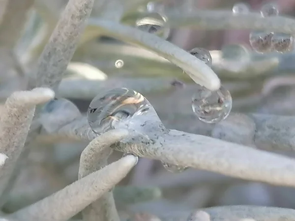 Tanaman Kari Cabang Helichrysum Italicum Dengan Tetes Air — Stok Foto