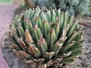 İspanya 'da sulu agavaceae bitkisi.