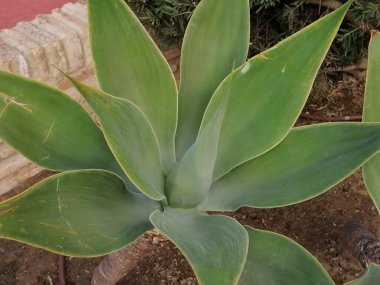 Agave attenuata, Isla Cristina, İspanya