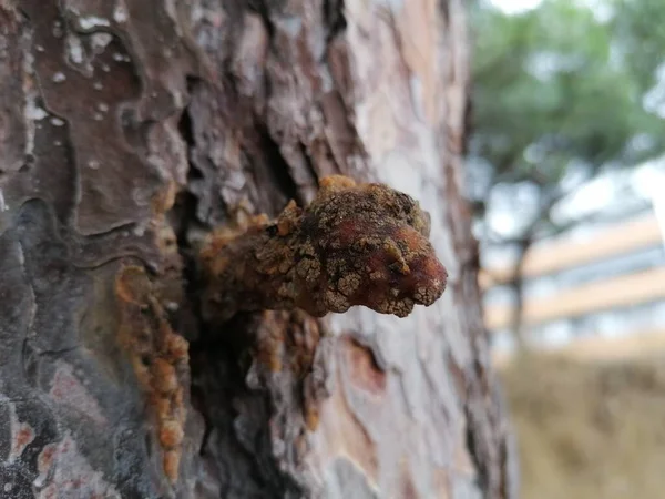 Close Resina Sobre Árbol Naturaleza —  Fotos de Stock