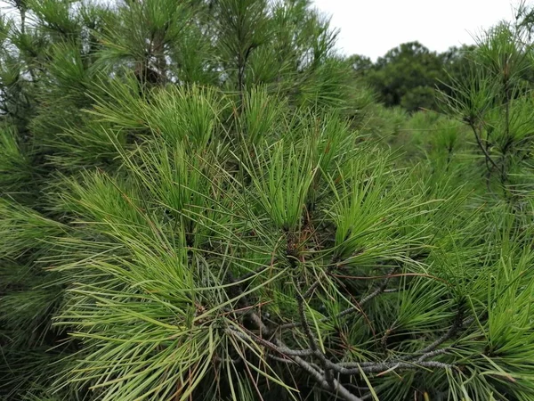 İspanya 'da yeşil çam dalı