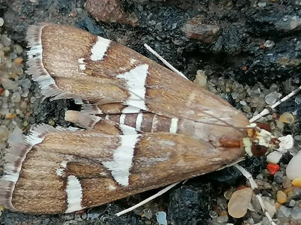 Kelebek yere yakın çekim yapıyor.