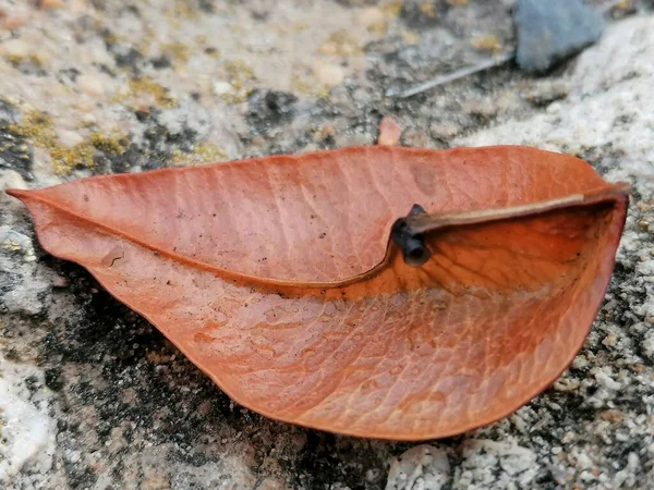 Leaf Fallen Ground — Stock Photo, Image