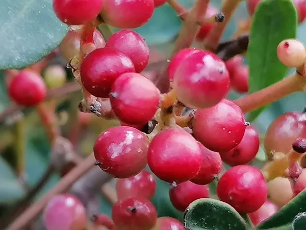 Gros Plan Fruits Rouges Fond Vert — Photo