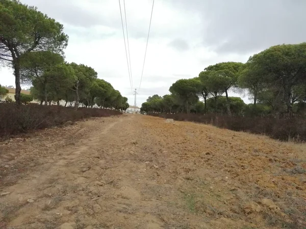 Paisaje Con Pinos Aljaraque Provincia Huelva España —  Fotos de Stock