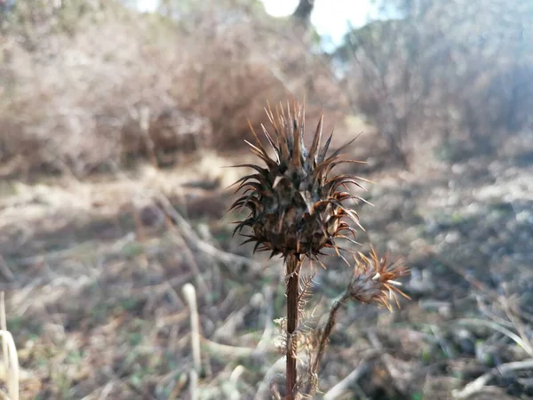 Une Fleur Chardon Séché Espagne — Photo