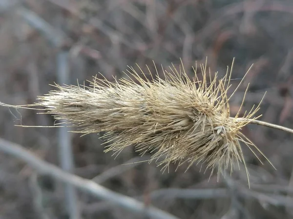 İspanya 'daki Cynosurus echinatus fabrikası