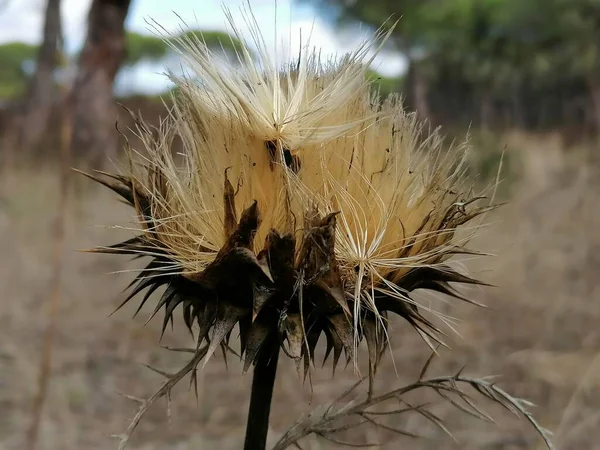 Fiore Cardo Essiccato Spagna — Foto Stock