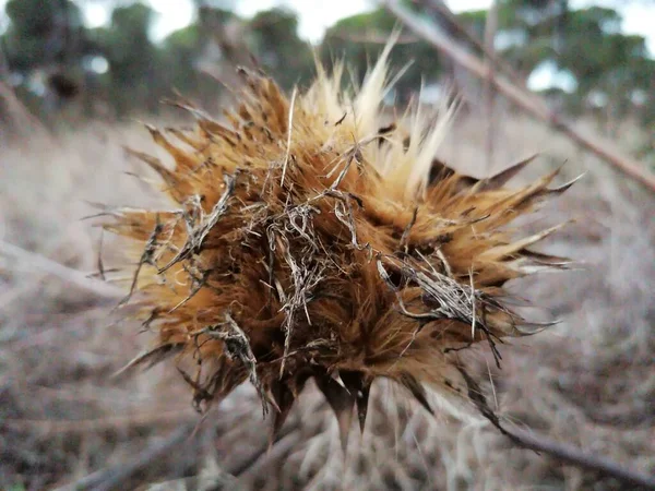 Una Flor Cardo Seco España —  Fotos de Stock