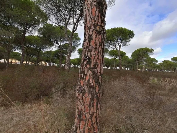 Кора Дерева Крупным Планом Испании — стоковое фото