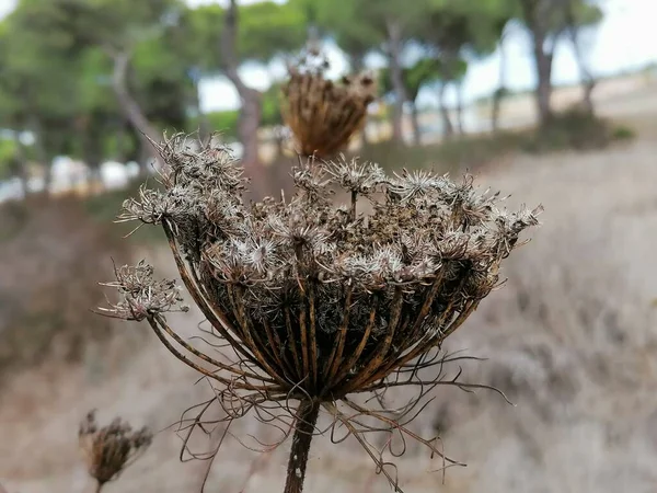 İspanya 'da dikenli makro kuru bitki