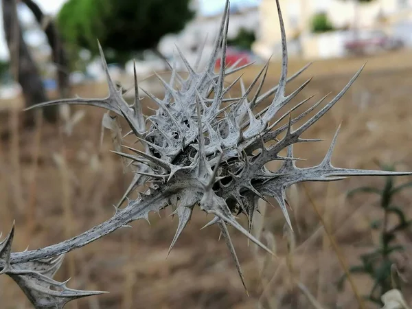 Planta Seca Con Espinas Campo Aljaraque Provincia Huelva España —  Fotos de Stock