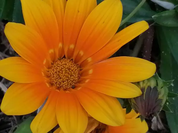 Gazania Rigens Yellow Kiss Colorful Gardening Plants — Stock Photo, Image