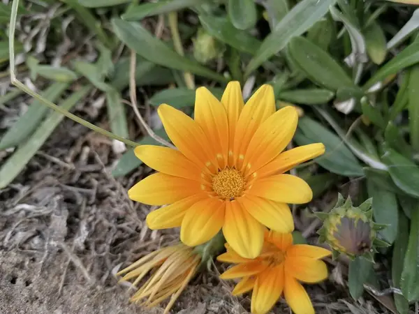 Gazania Rigener Gul Kyss Färgglada Trädgårdsväxter — Stockfoto