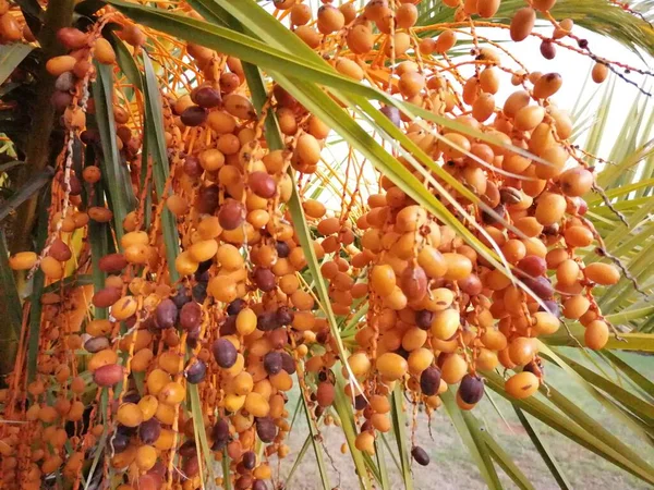 Closeup Fruit Date Palm Spain Stock Photo