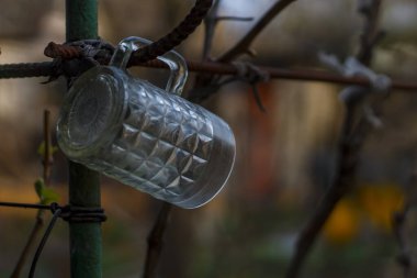 Bulutlu bir günde bulanık bir üzüm dalında cam şeffaf bardak.