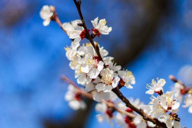 Mavi gökyüzünün arka planında beyaz çiçekler kayısıdır