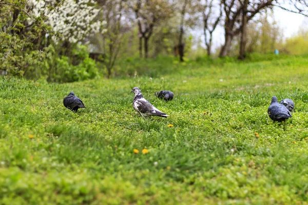 Pombos Espremer Grama Prado Dia Nublado Com Fundo Turvo — Fotografia de Stock