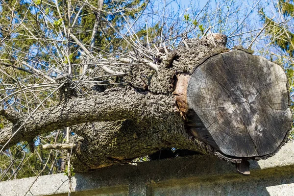 Log Seco Uma Cerca Concreto Cinza — Fotografia de Stock