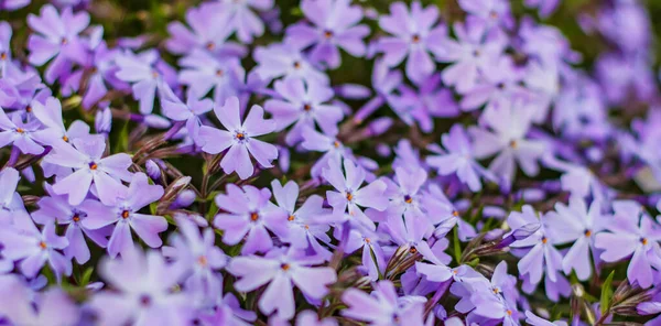 Kis Lila Virágok Tavaszi Kert Oldalnézetben Jogdíjmentes Stock Képek