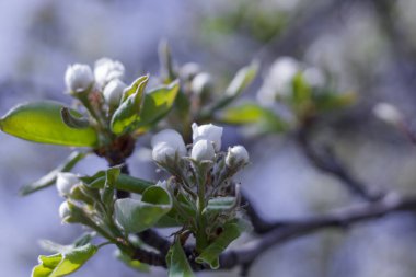 Beyaz armut çiçeklerinin güneşli bir günde bulanık bir arka plandaki makro fotoğrafı