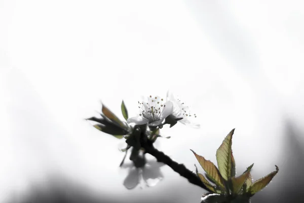 Makrofoto Weißer Kirschblüten Mit Grünen Blättern Auf Weißem Verschwommenem Hintergrund — Stockfoto