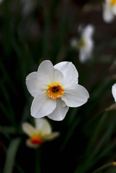 黄色の中心を持つ白曇天の中でぼやけた背景を持つ緑の芝生の上で水仙の花 — ストック写真