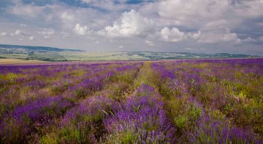 Kırım lavanta alanında