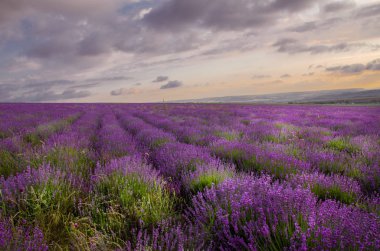 Kırım lavanta alanında