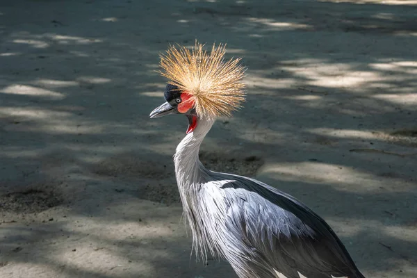 bird Grey Crowned Crane in Park on nature