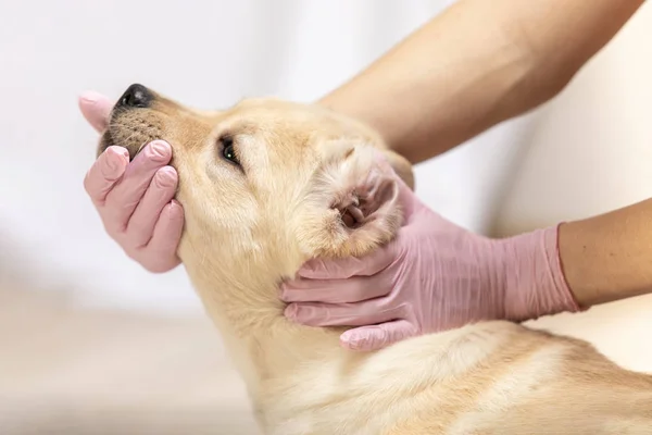 veterinarian examining ears of puppy in medical gloves on light background