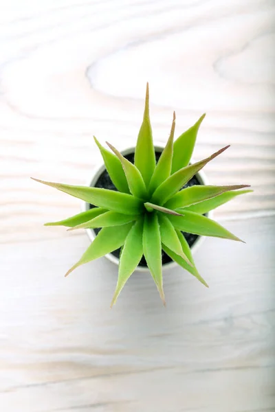 cactus plants or plastic or fake tree. green succulent top view. Copy space.