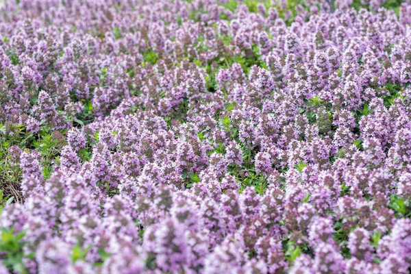 Beautiful purple floral background by groundcover thyme. Thimus serpillum in flower bed in garden.