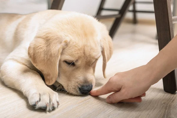 Young Labrador dog sniffing at human hands.