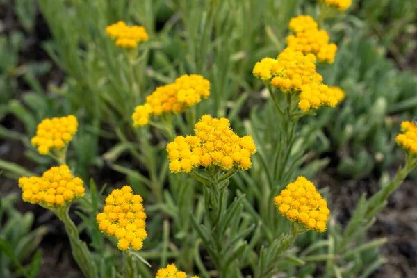 Close up view of helichrysum arenarium, immortel, dwarf everlast sunny yellow flowers on blurred natural background. Selected focus. Beauty of nature, legendary flowers, medical plants, essential oil