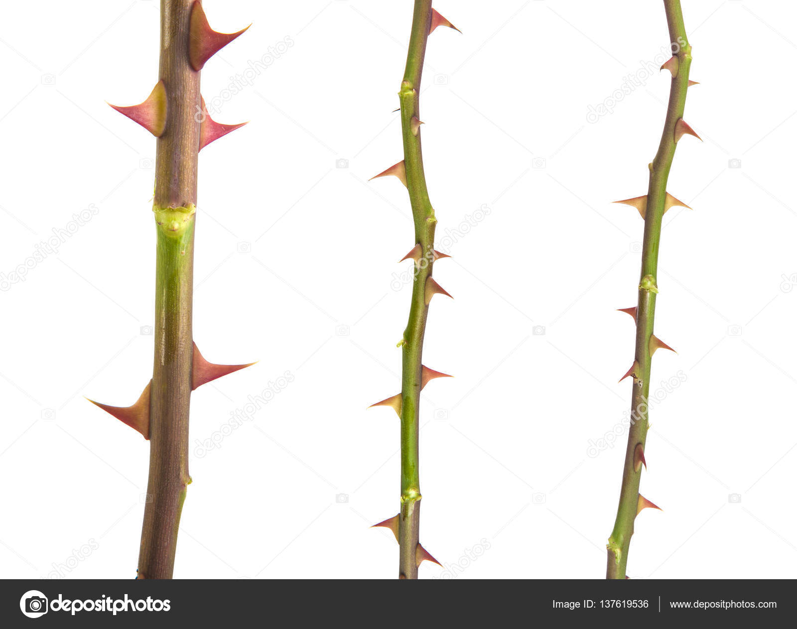 Part of the stem roses with thorns isolated on white background Stock ...