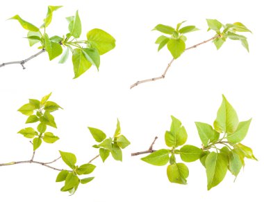 Beyaz arka plan üzerinde izole dal leylak yaprakları ayarla