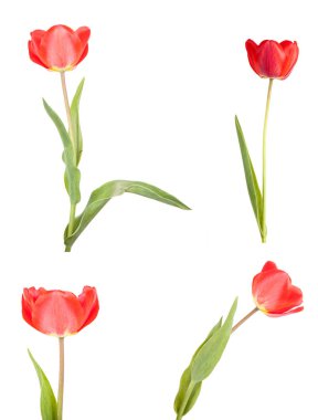 kırmızı lale. Beyaz arka plan üzerinde izole. Ayarla