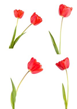 kırmızı lale. Beyaz arka plan üzerinde izole. Ayarla