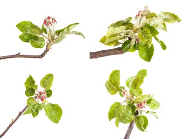 Çiçekli elma dalı. Küçük yaprak ve çiçek. izole